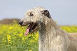 IRISH WOLFHOUND 052